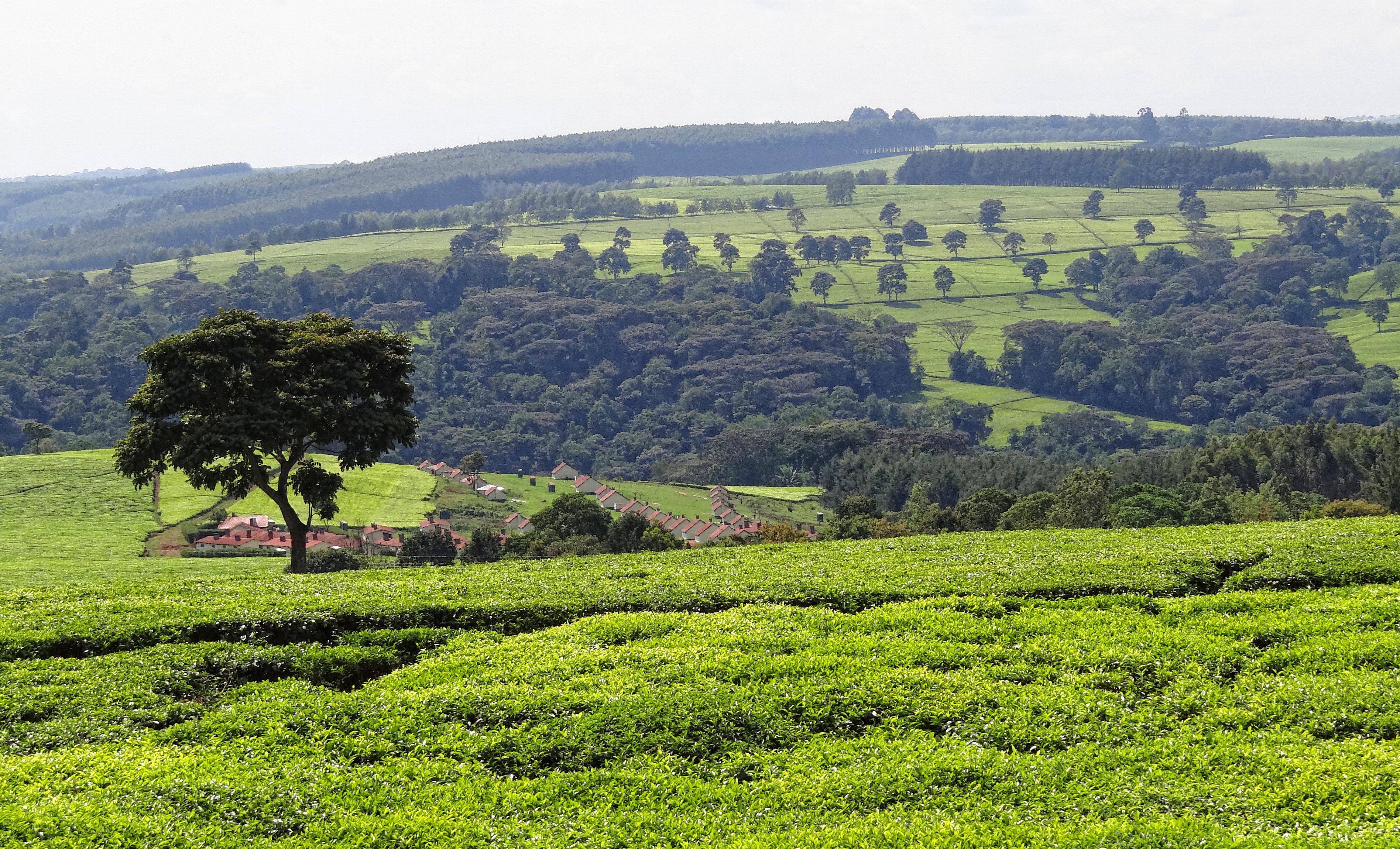 Kericho