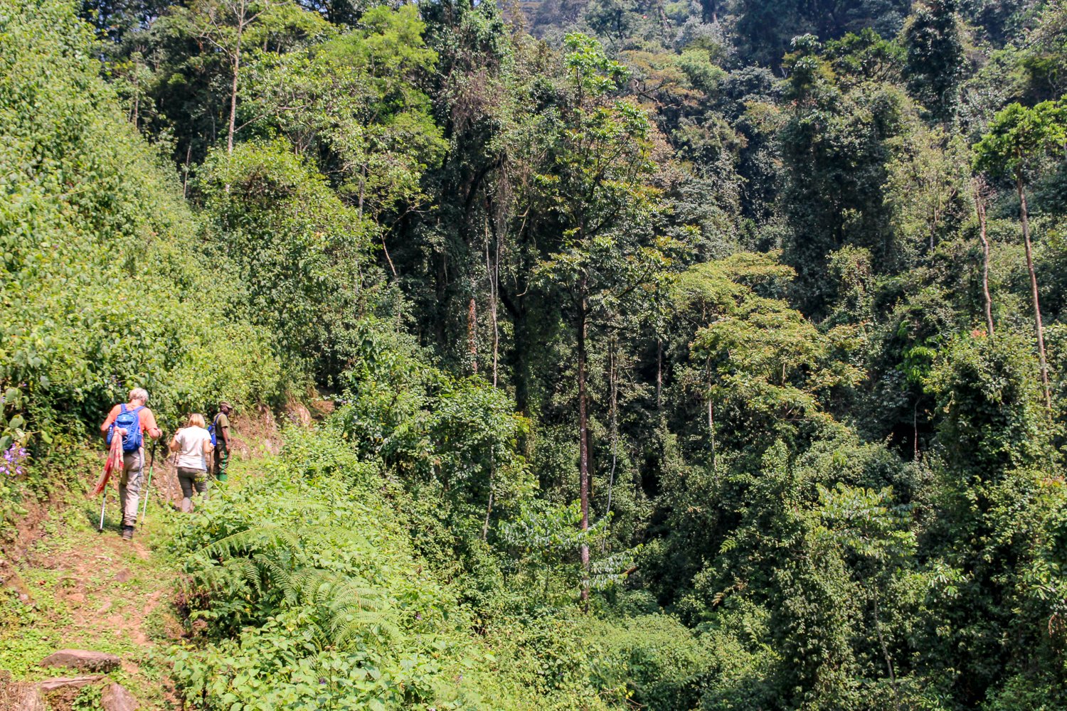 Nyungwe National Park