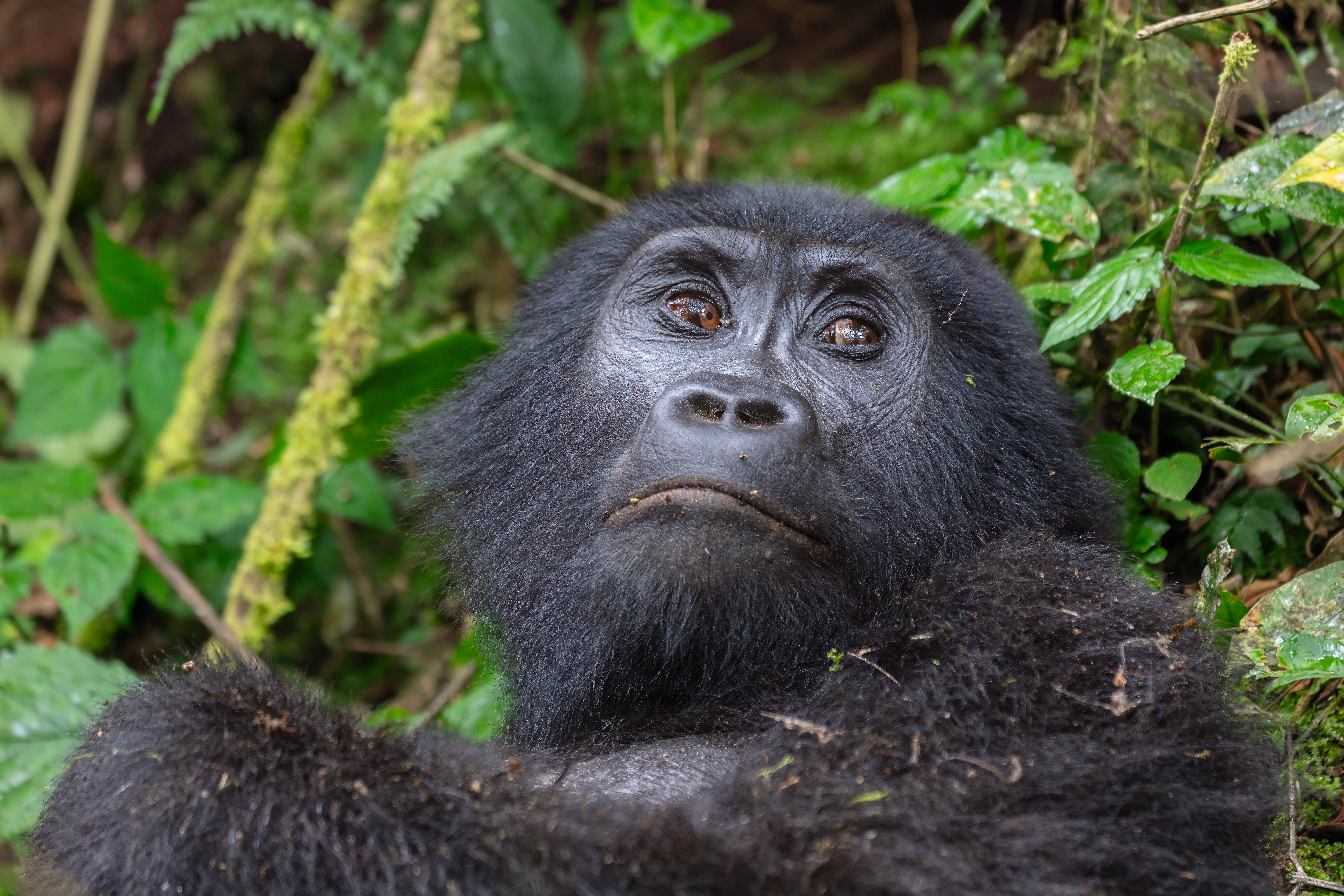Bwindi Impenetrable Forest