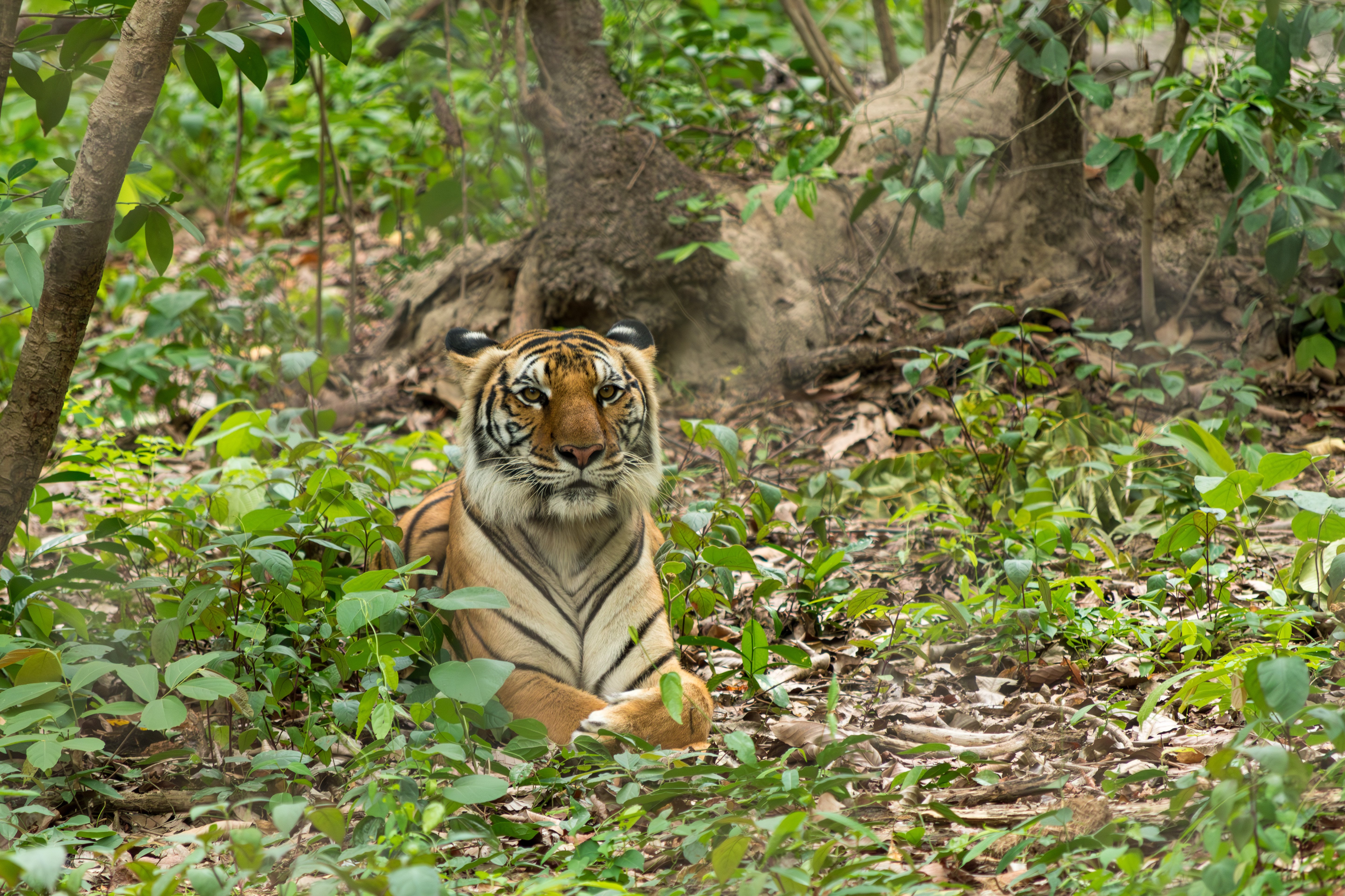 Phnom Tamao Wildlife Rescue Centre