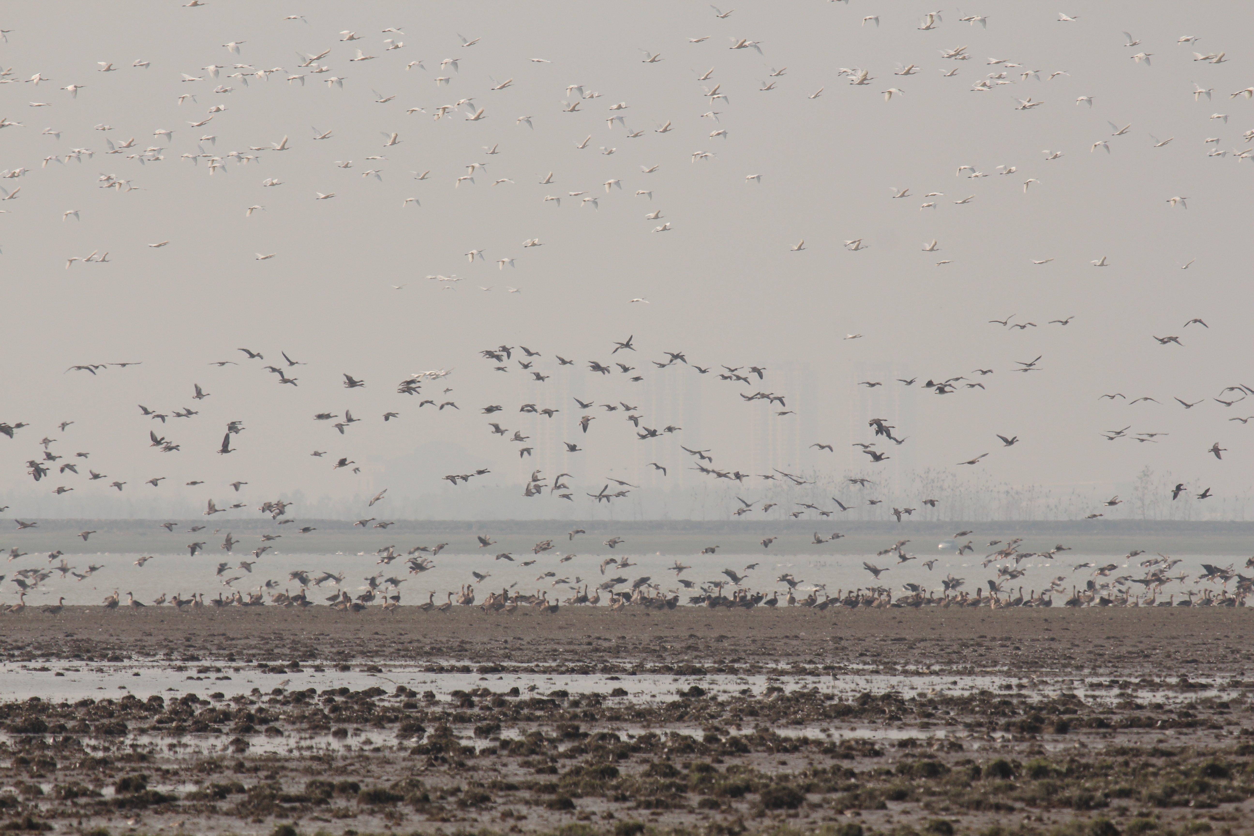 Poyang Lake