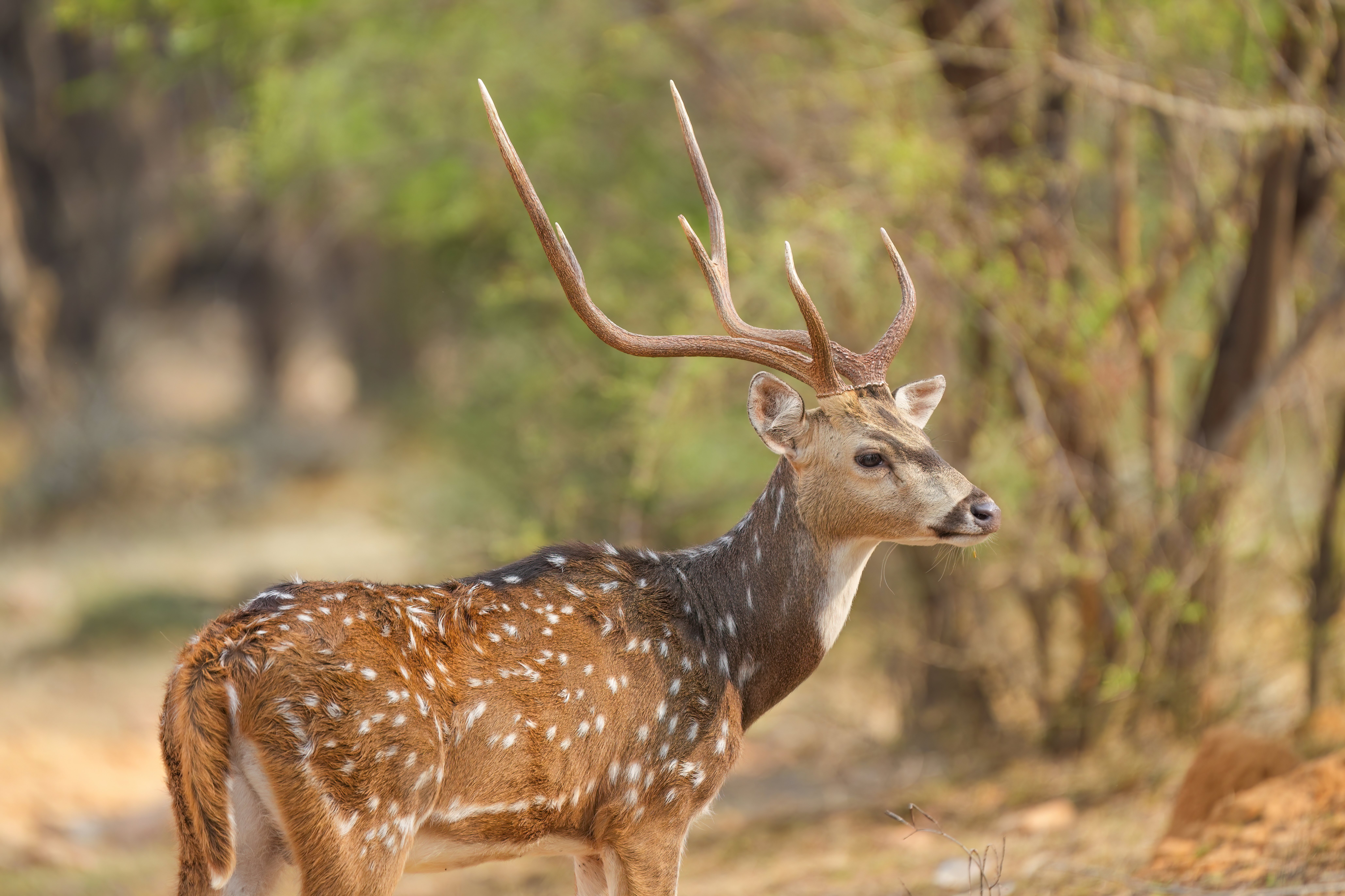 Ranthambore National Park