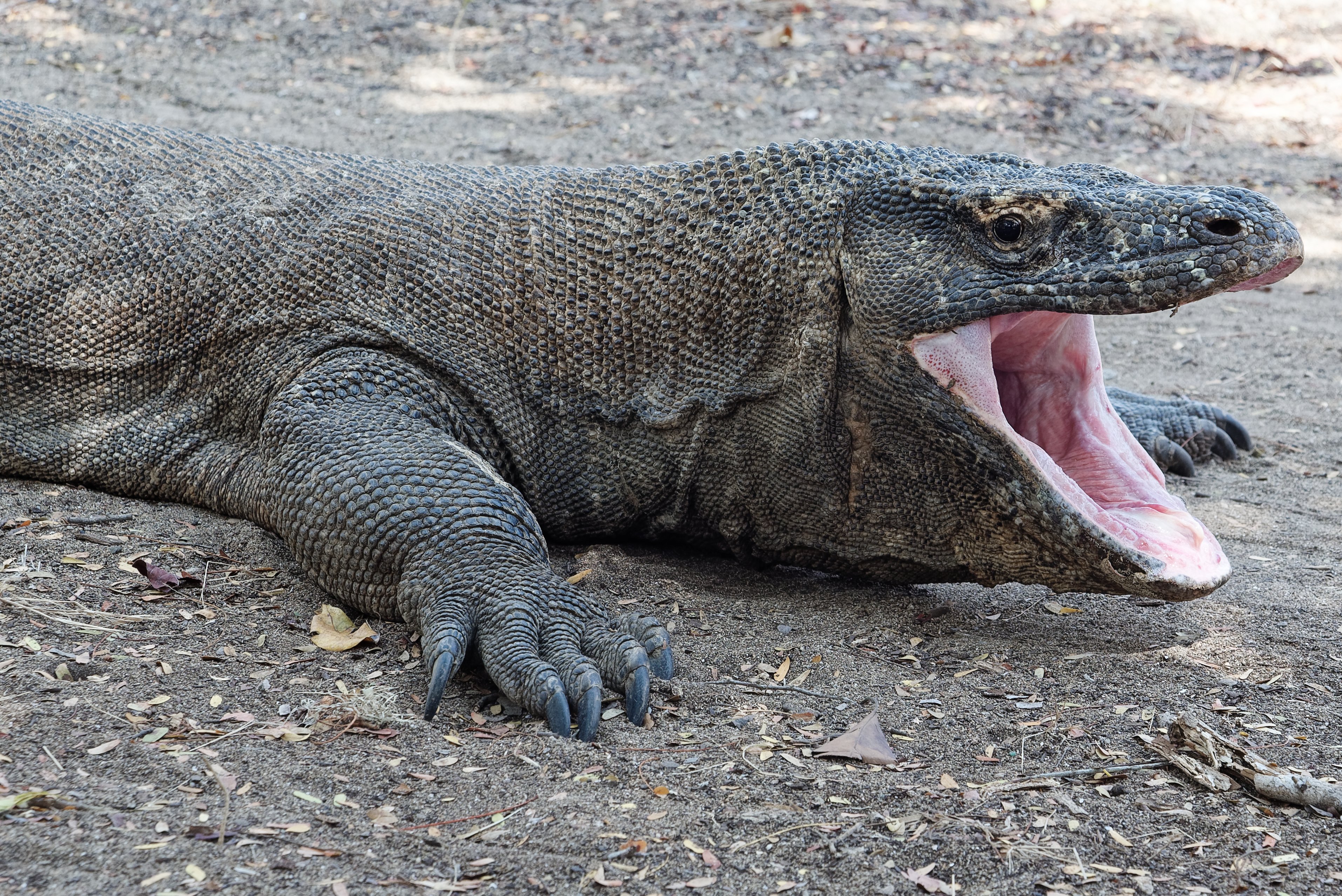 Komodo