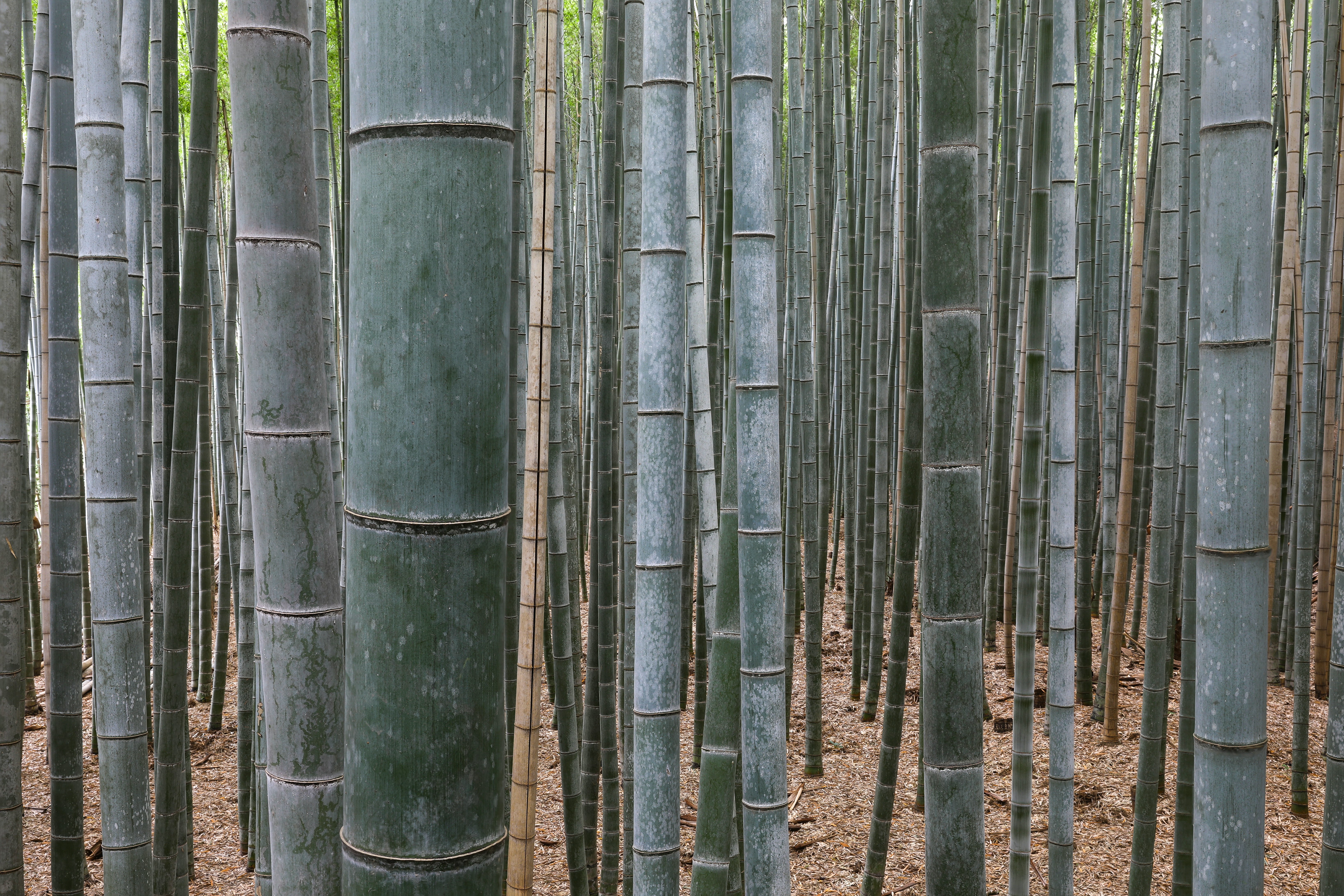 Arashiyama