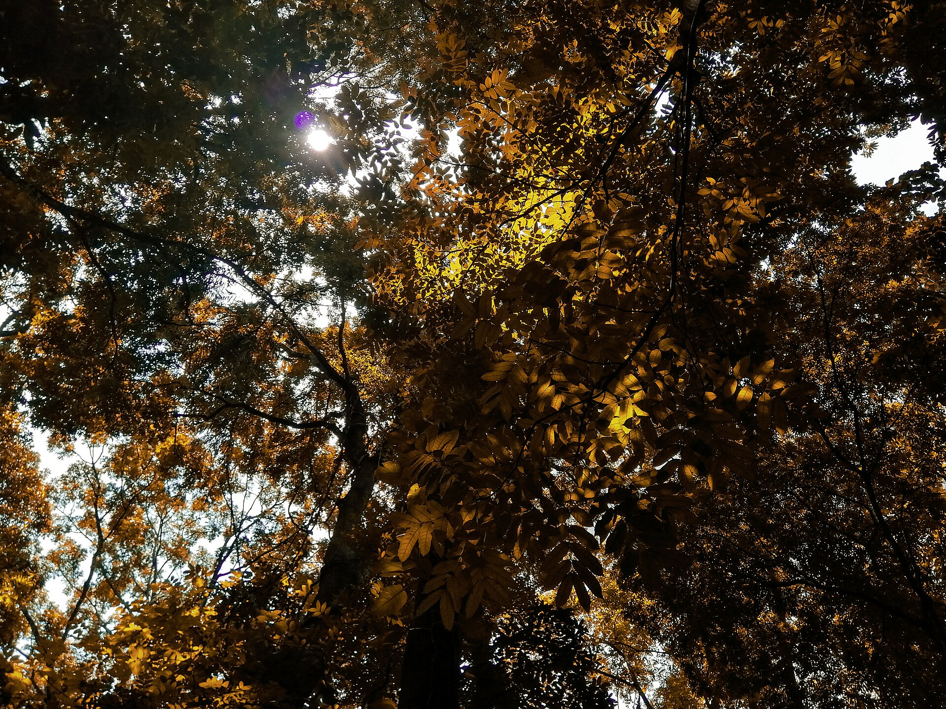 Udawattakele Forest Reserve