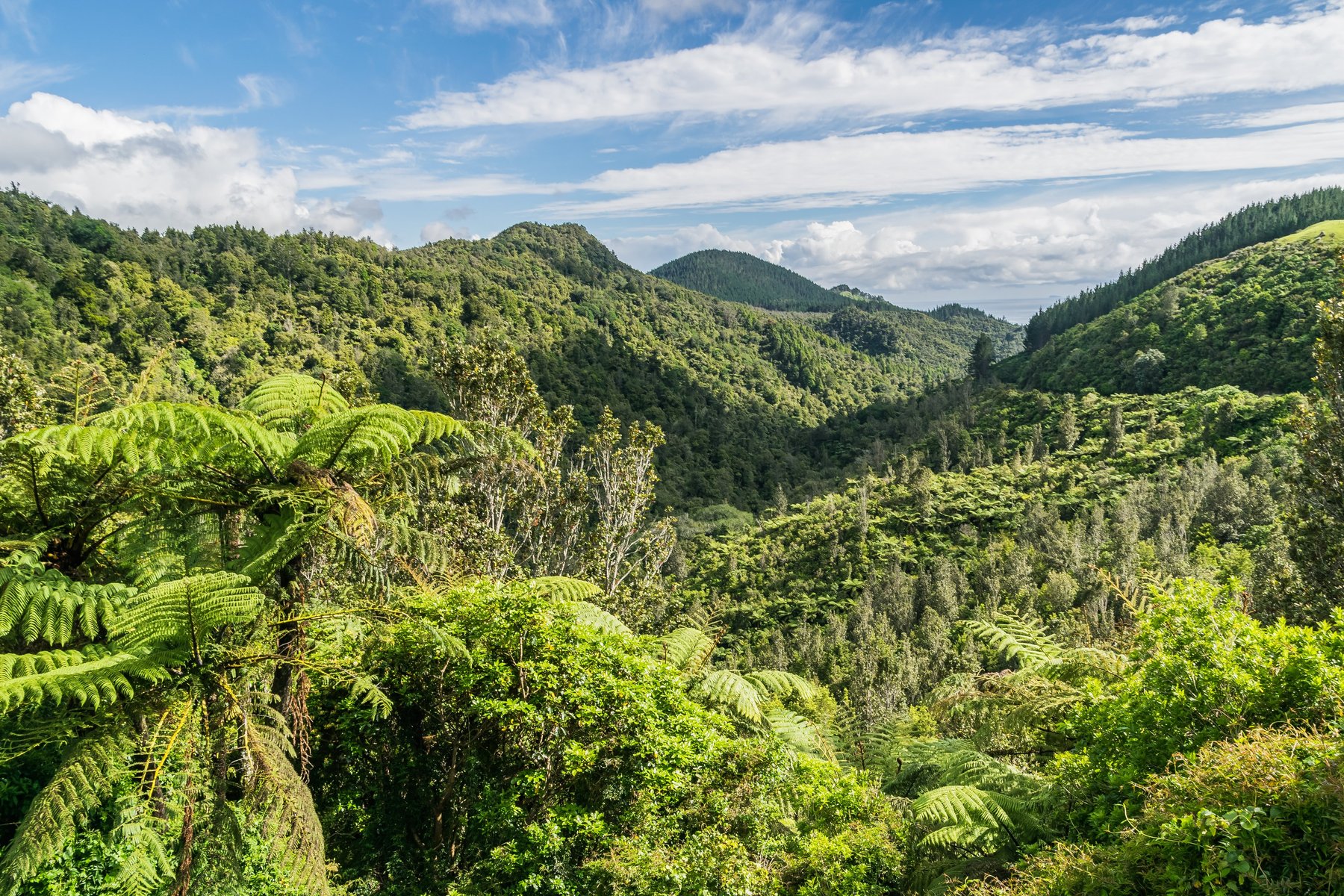 Waikato