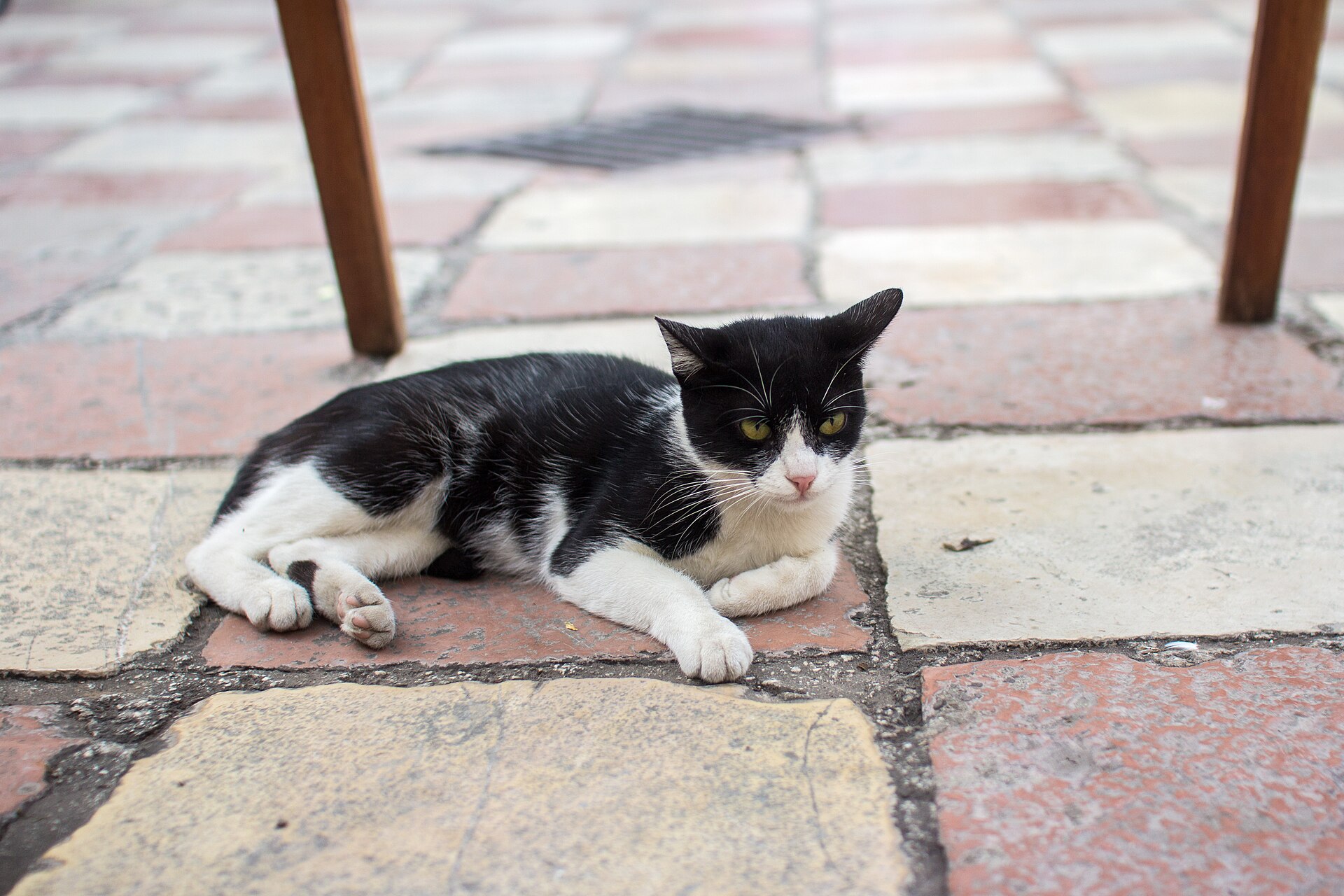 Cats Museum