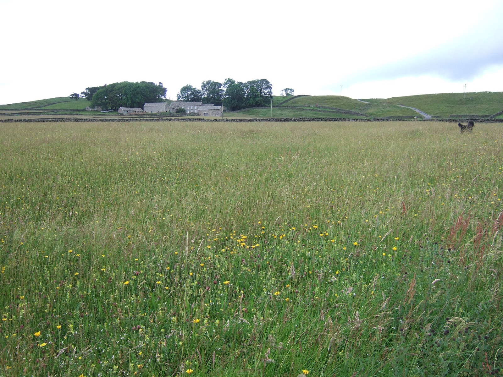 Hannah's Meadow