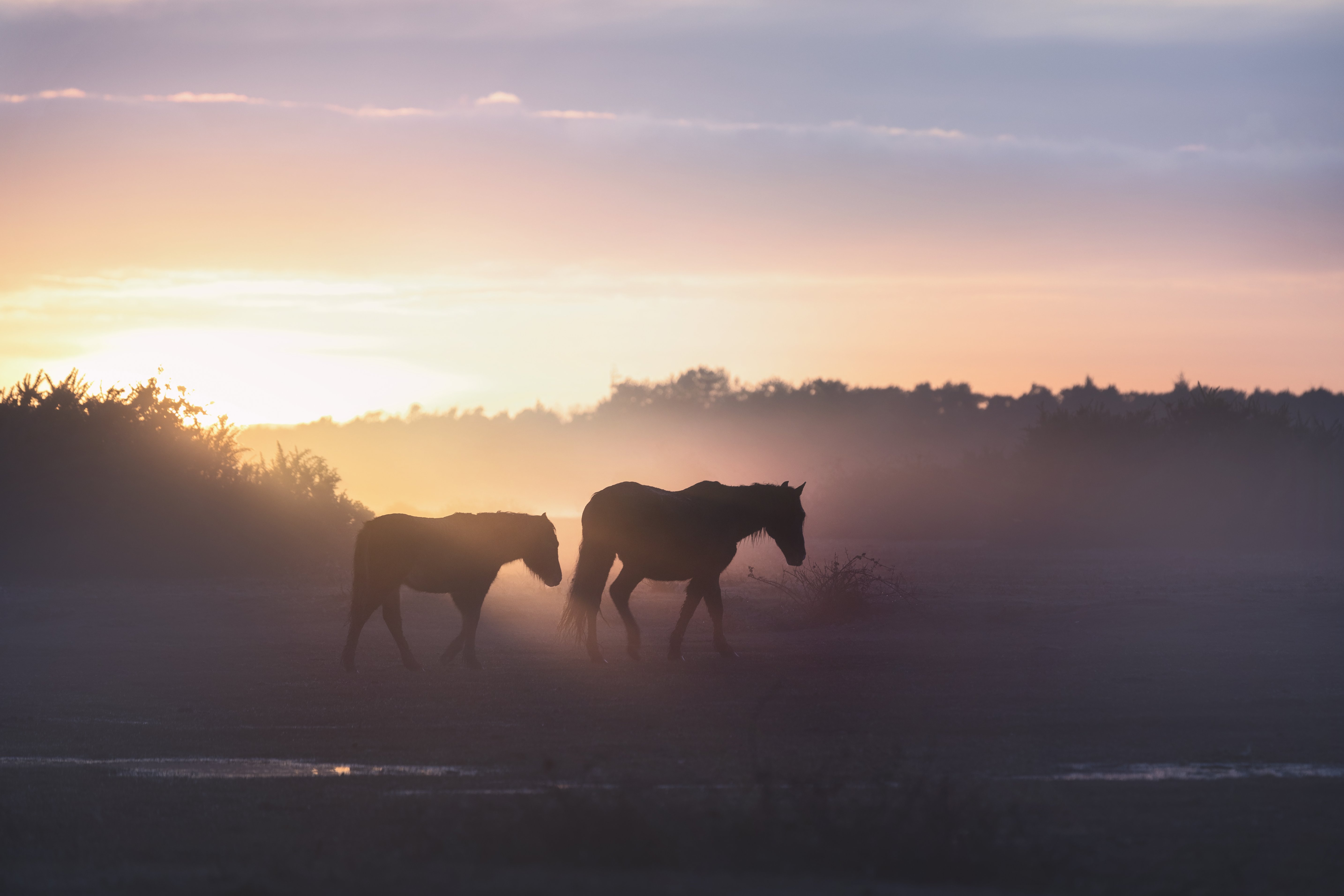 The New Forest