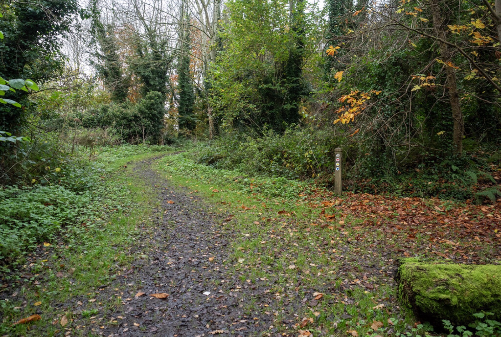 Carnmoney Hill
