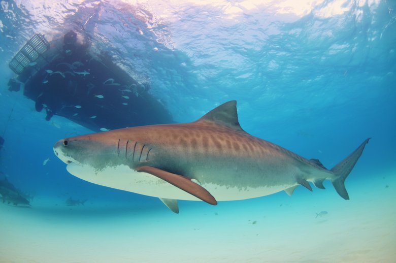 Bahamas