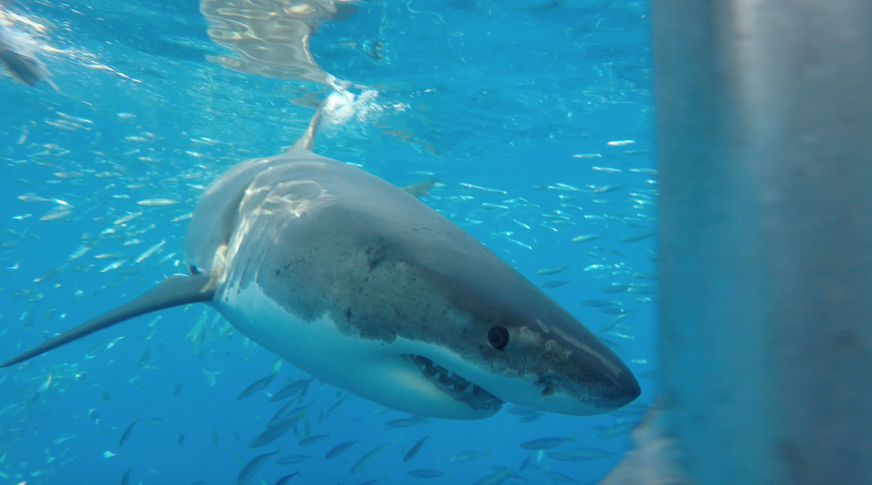 Isla Guadalupe