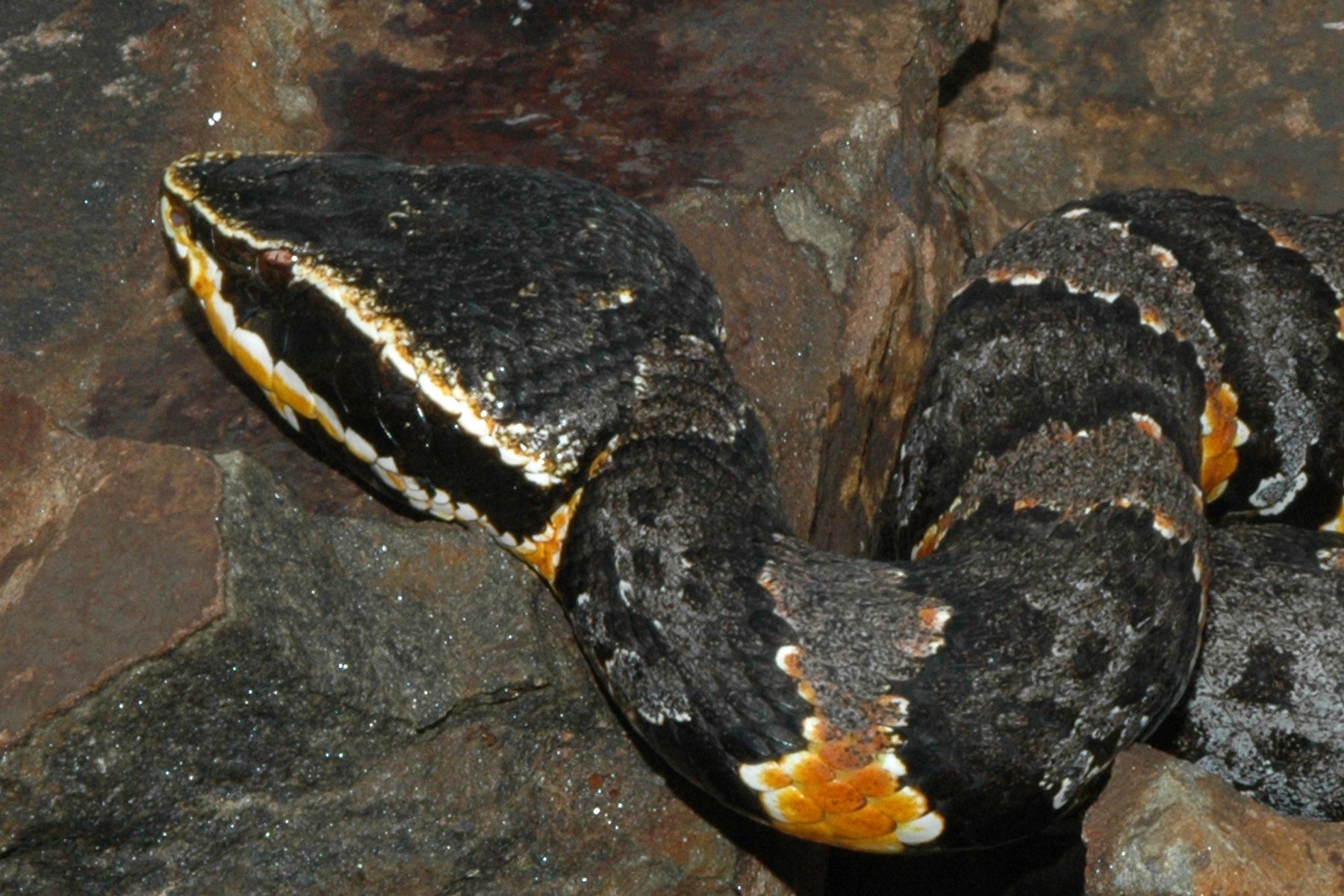 Tamaulipas