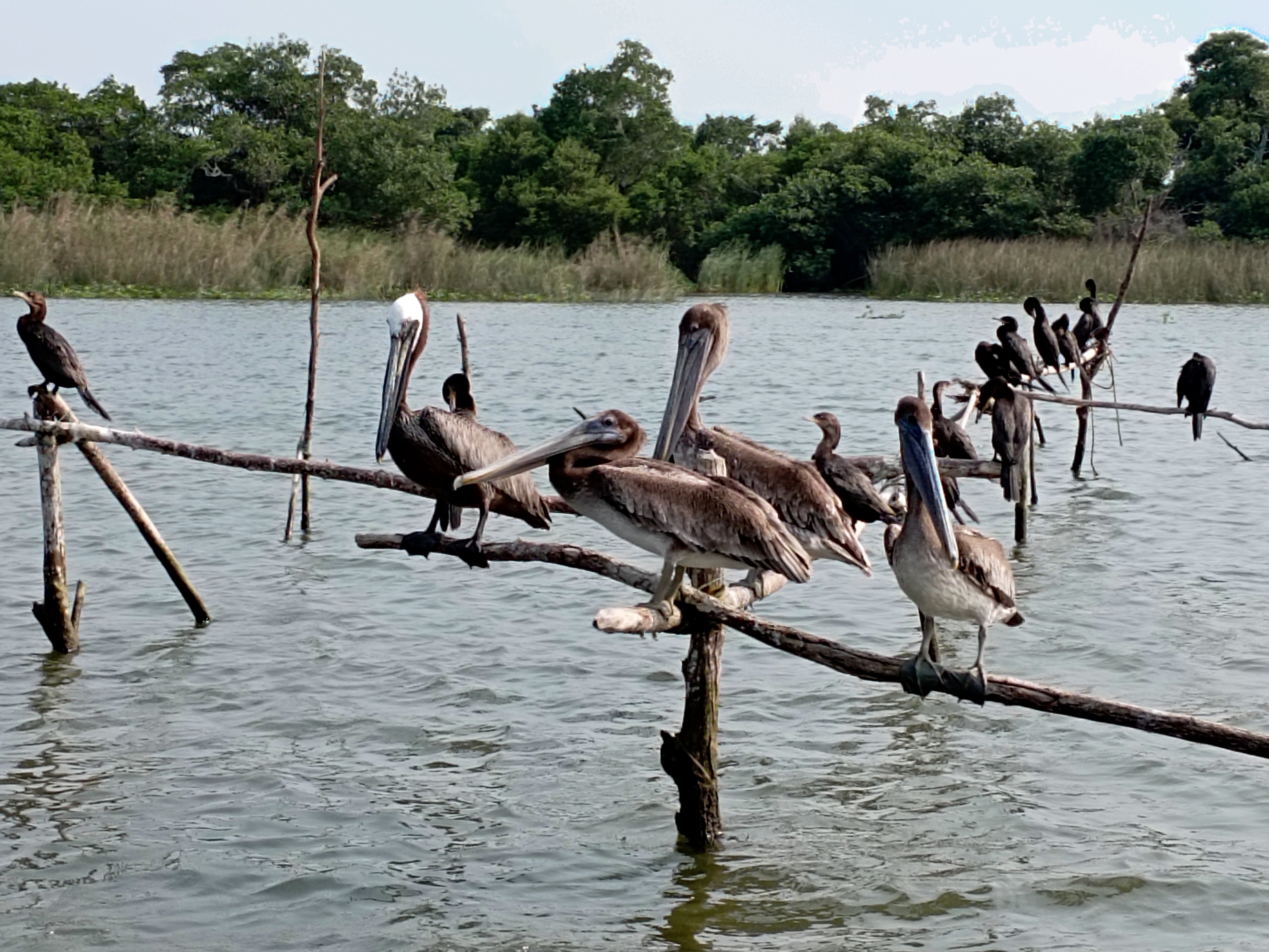 Tecolutla