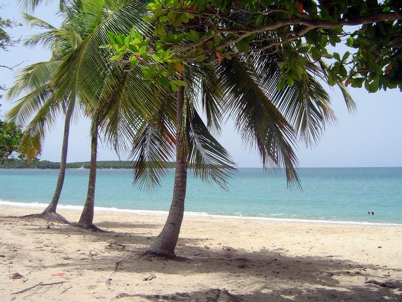 Vieques