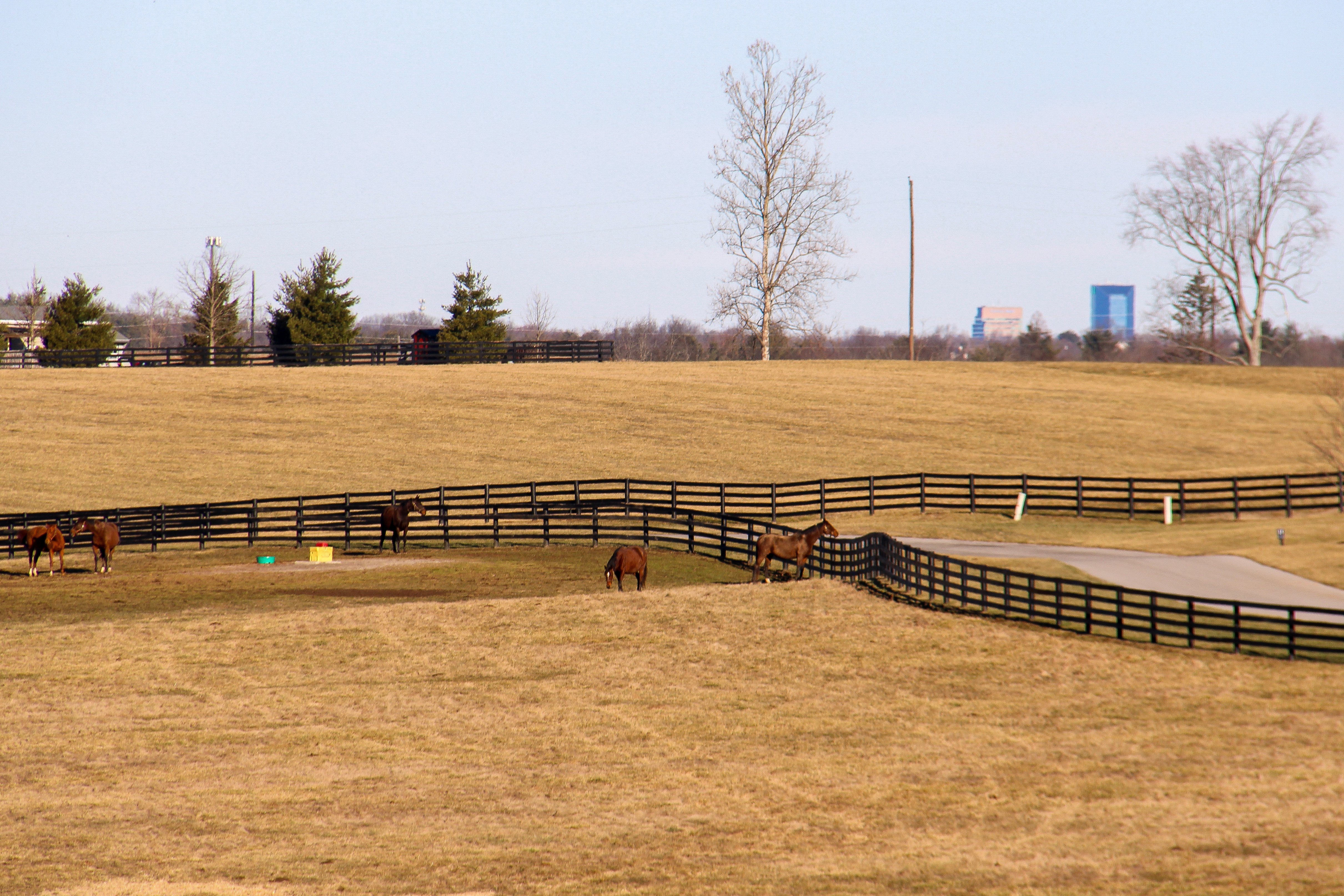 Lexington