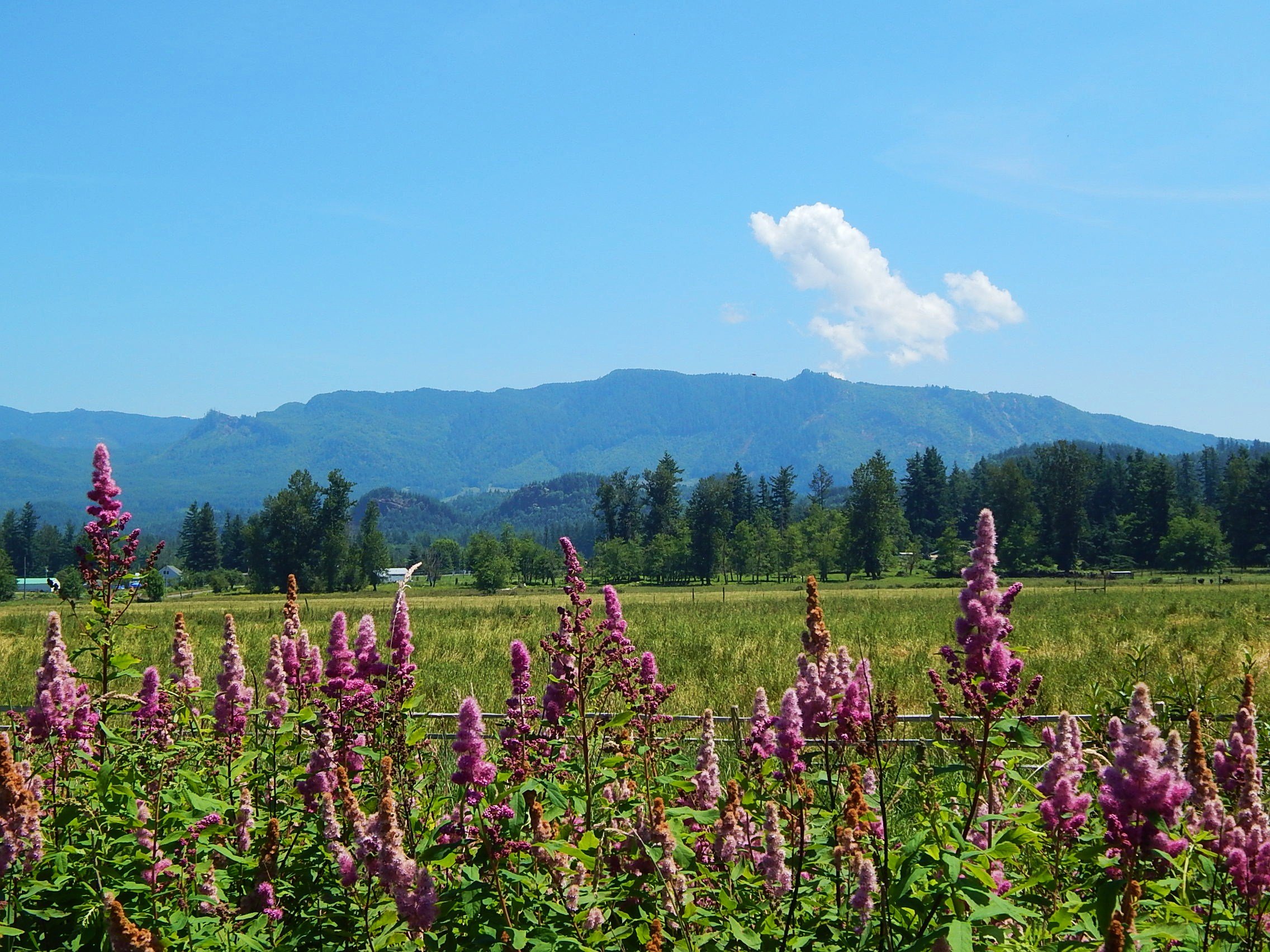 Enumclaw