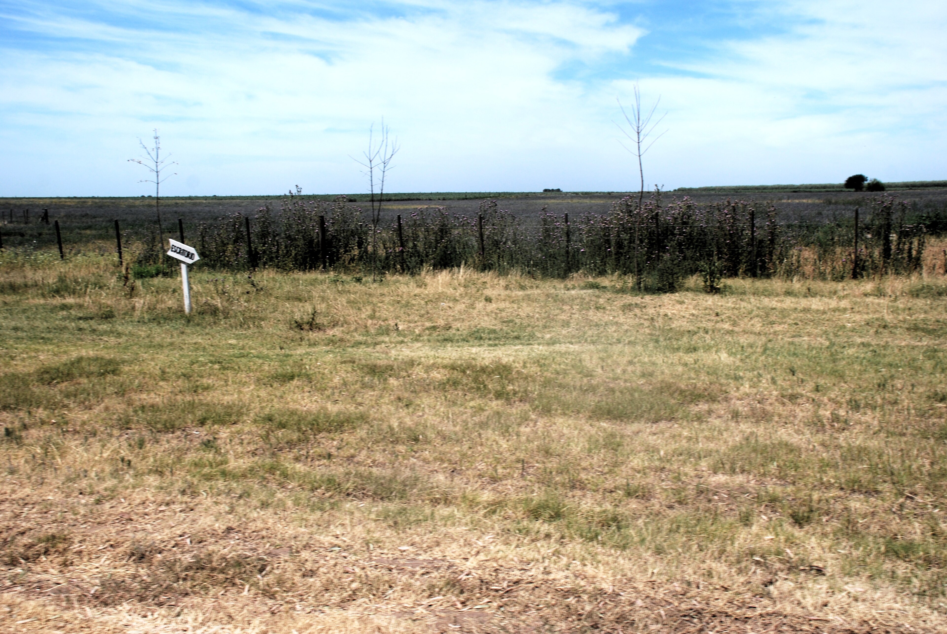 Pampas