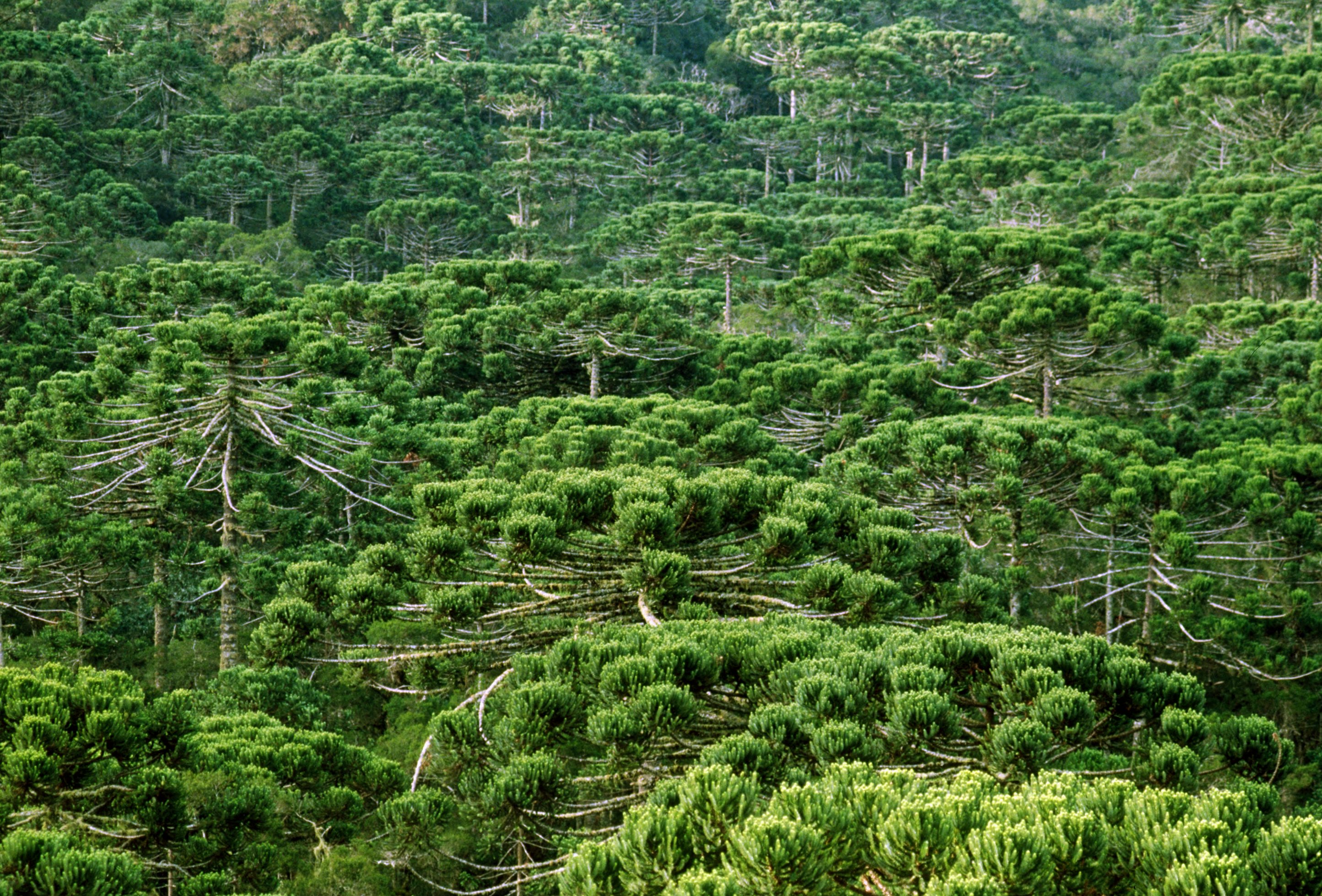 Campos do Jordão