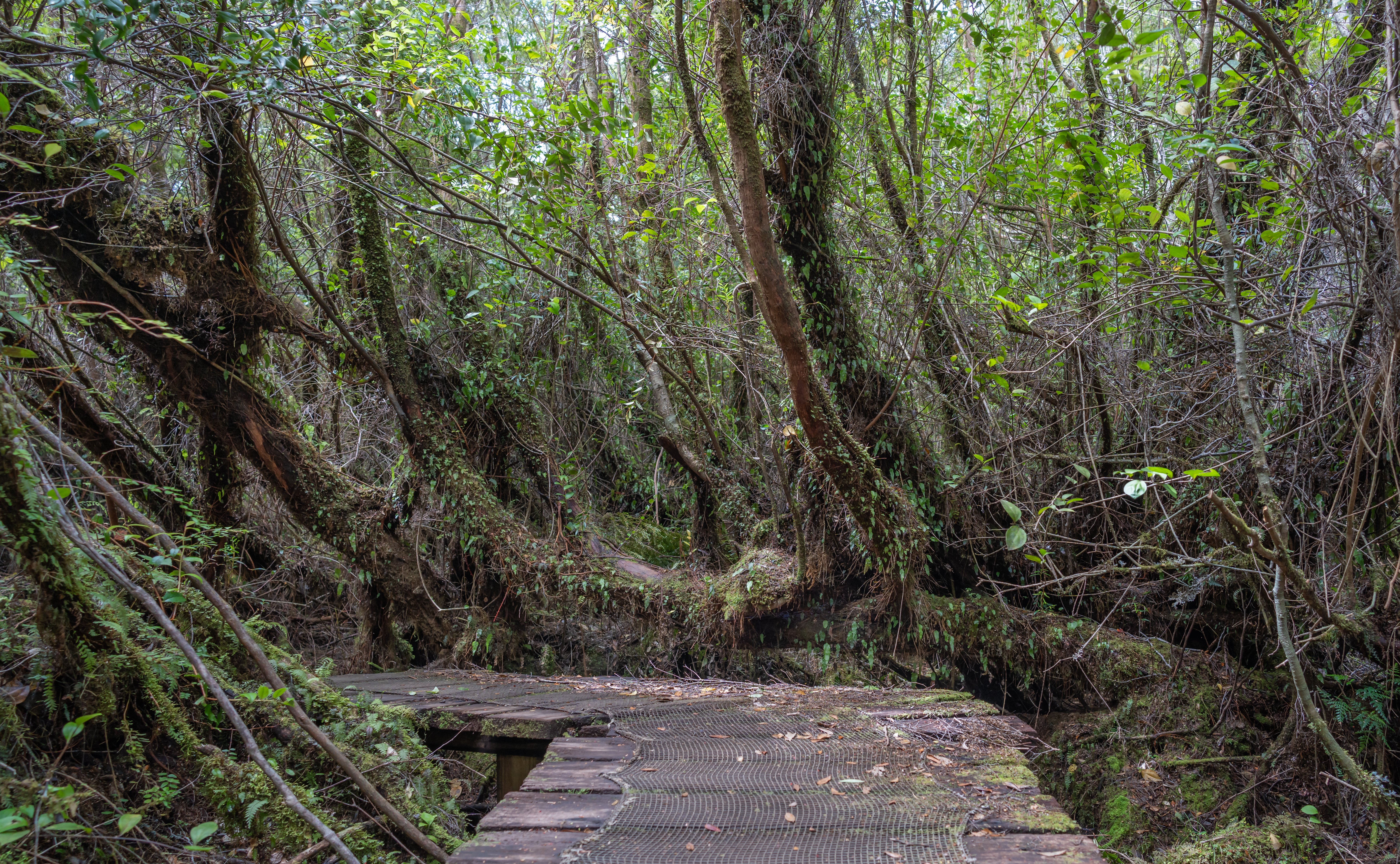 Chiloé