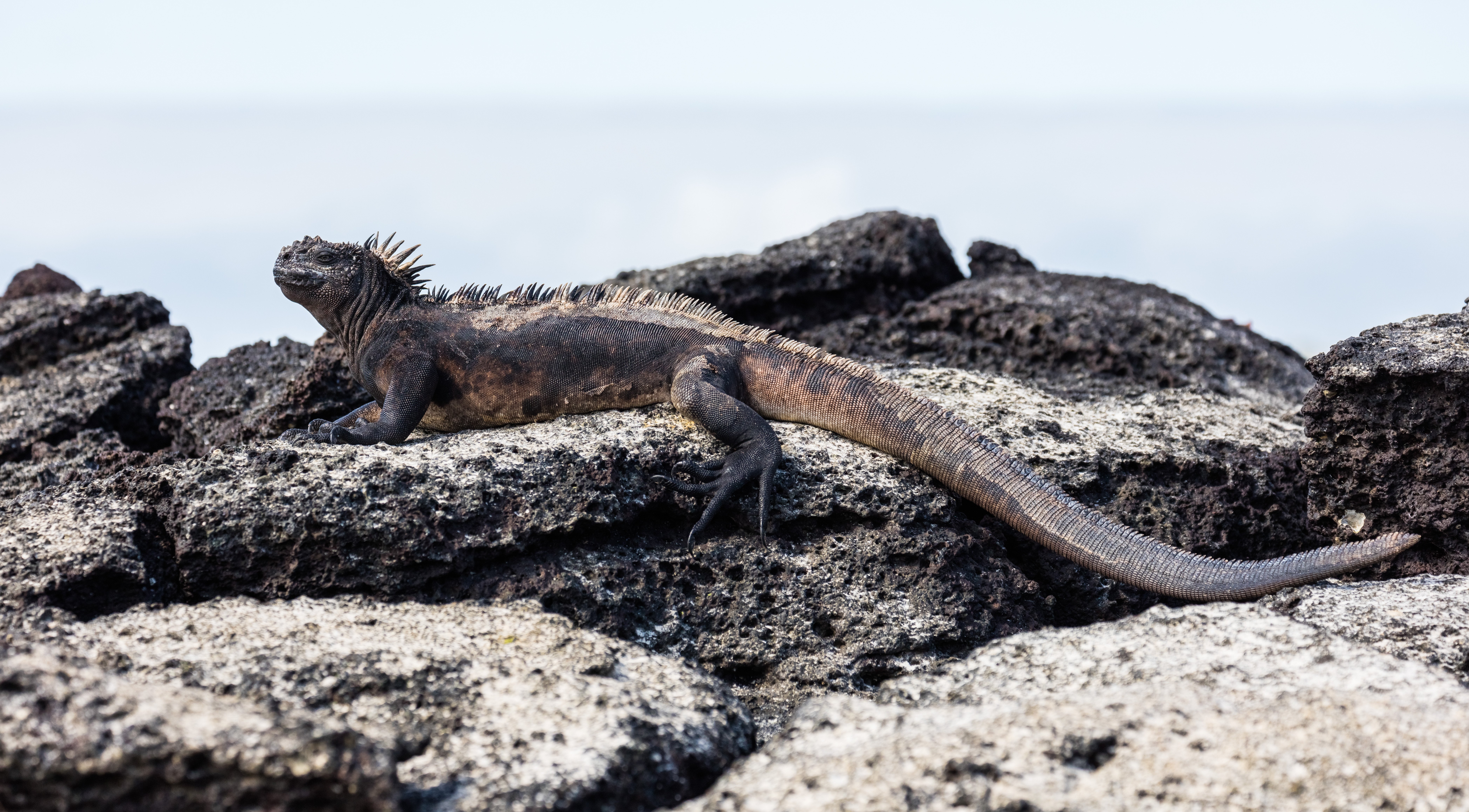 The Galápagos Islands