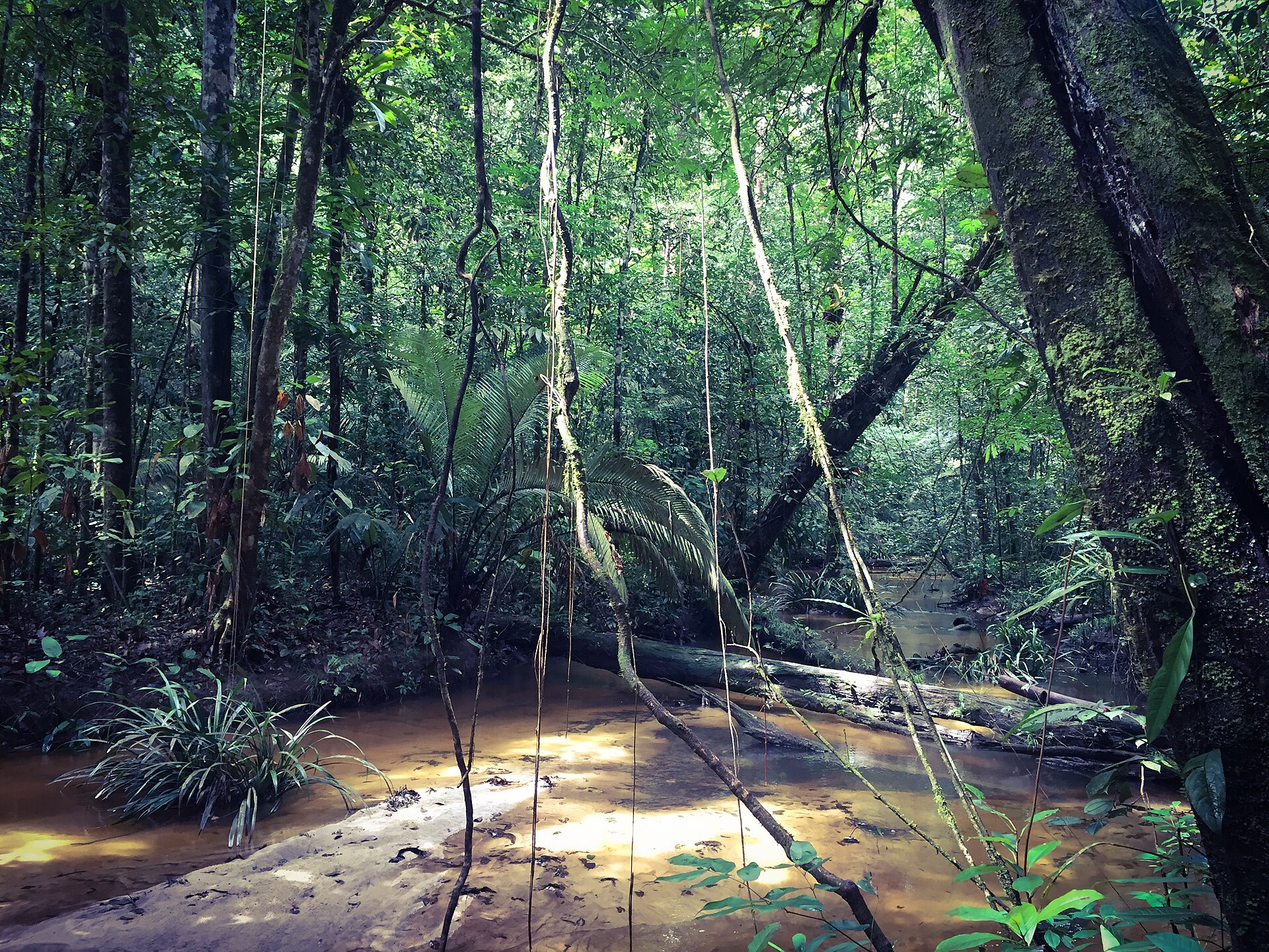 Guiana Amazonian Park