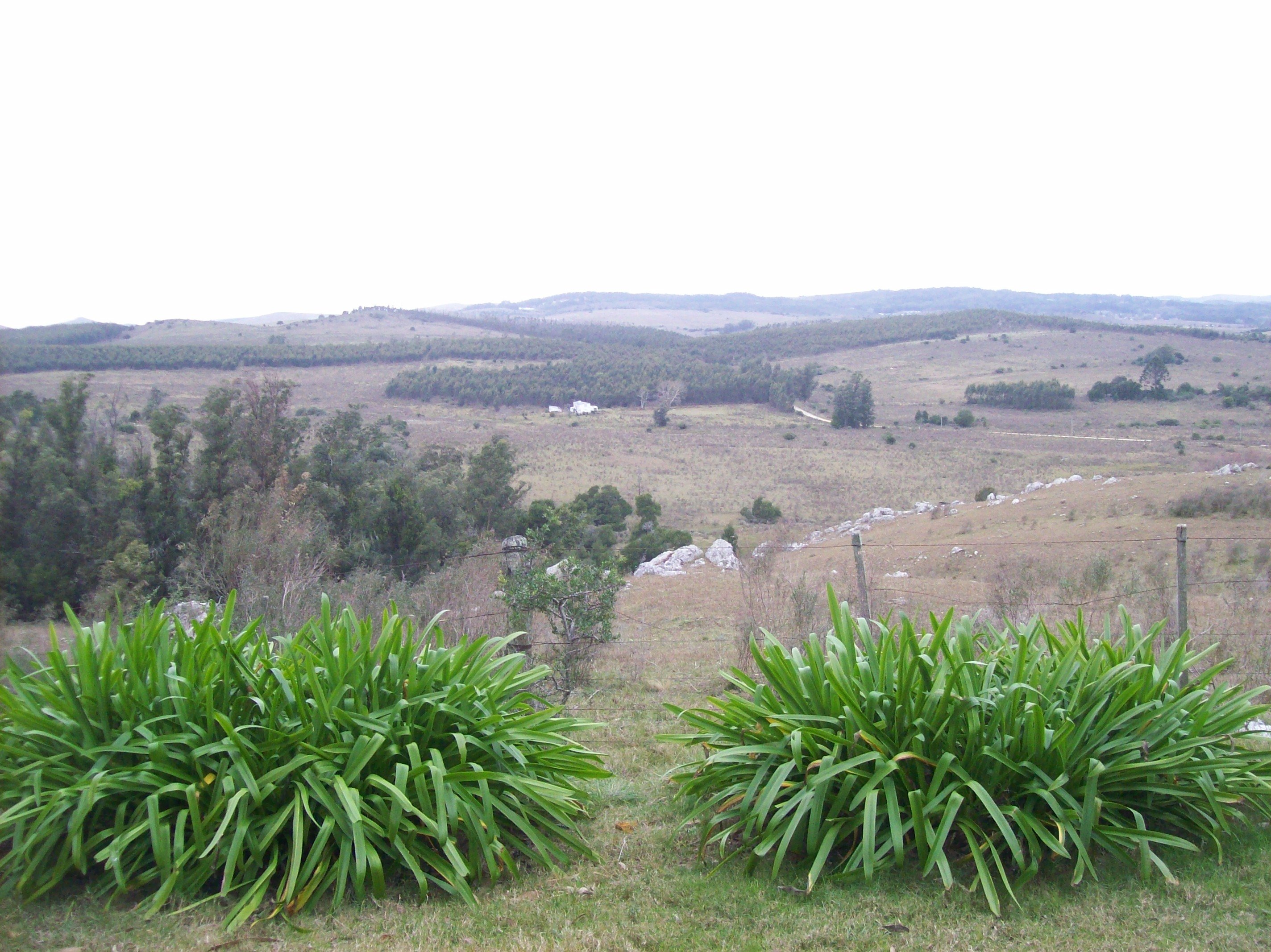 Minas